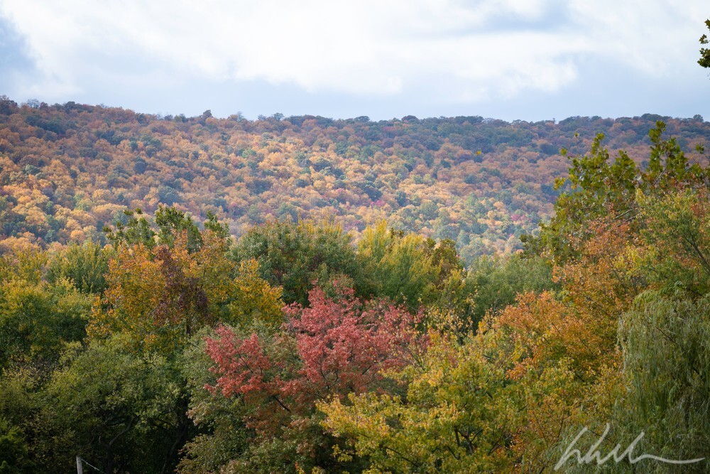 DSC_1806 - Autumn