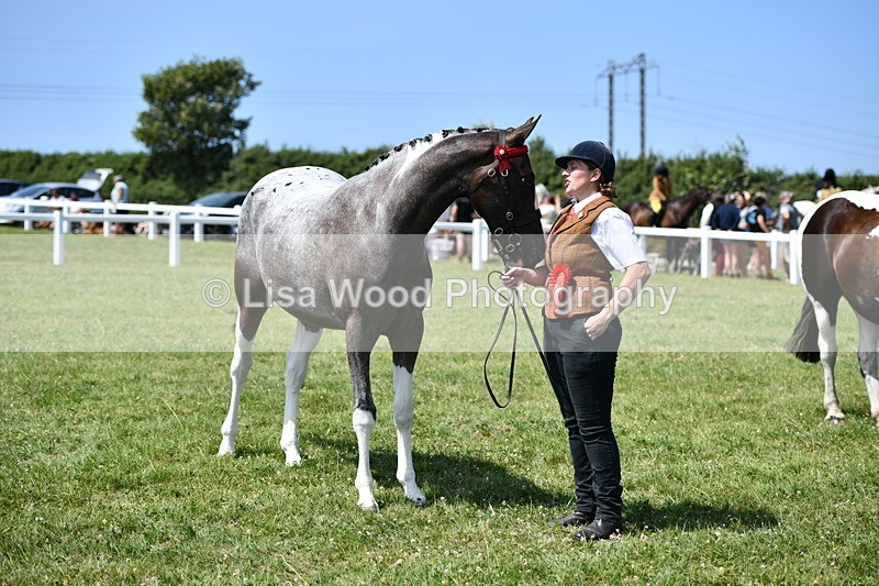DSC_7941 - Coloured Horse In Hand Championship