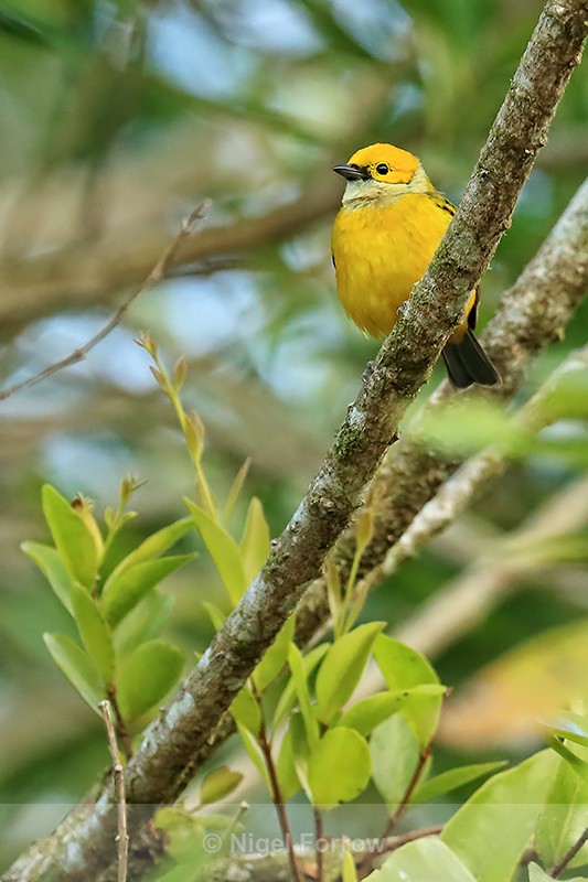 Silver-throated Tanager perched, El Silencio Lodge, Costa Rica - Silver-throated Tanager