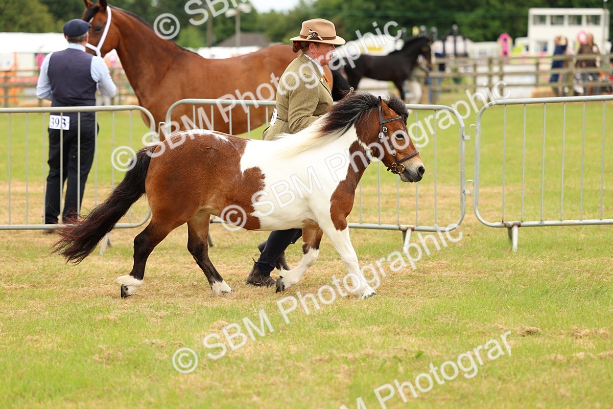 SBM_04415 - Class 64-67 - Shetland Pony In Hand