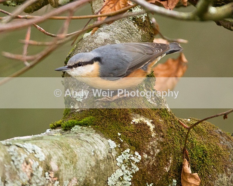 20111119-_MG_7608 - Nuthatch & Treecreepers