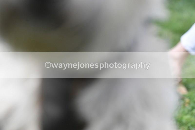 WJ5_0330 - Class 7 Best Terrier