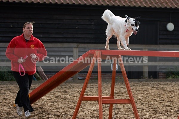  - Greenstead Green Farm Shop Animal Open Day