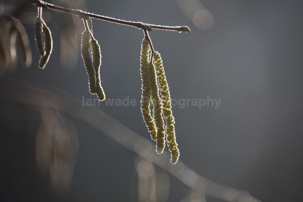  - Wild Flowers,  plants & Fungus photography, Great Britain