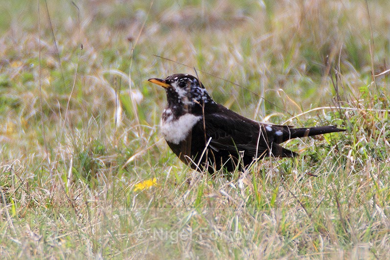 Ring Ouzel on the ground at Linkey Down - Ring Ouzel