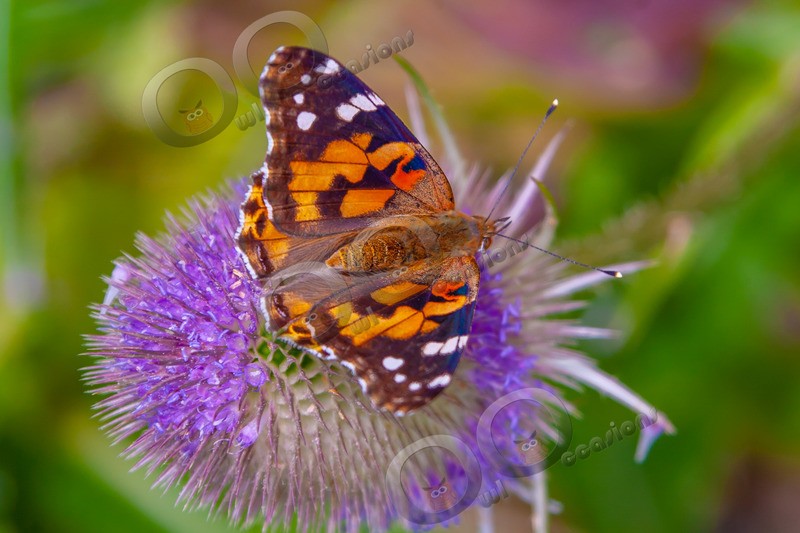 painted lady Vanessa cardui-2213 - Insects from around the world