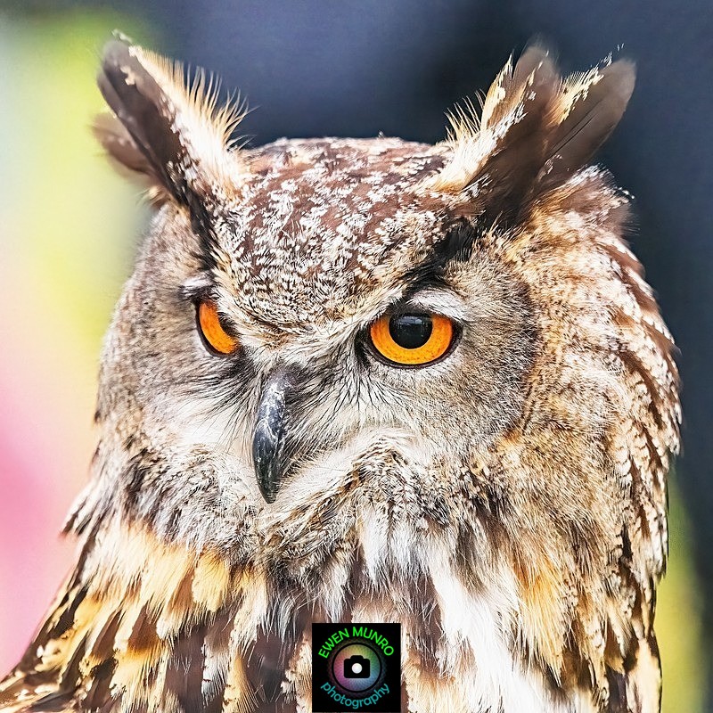 BBO-07-Erurasian Eagle Owl - Owls