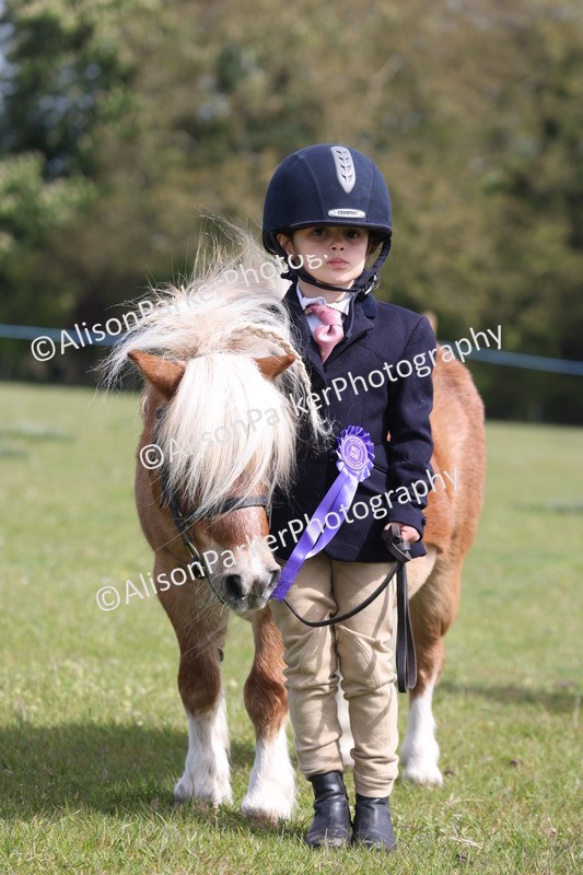 20260426-3146 - Class 26 - Shetland Ponies and Minitures