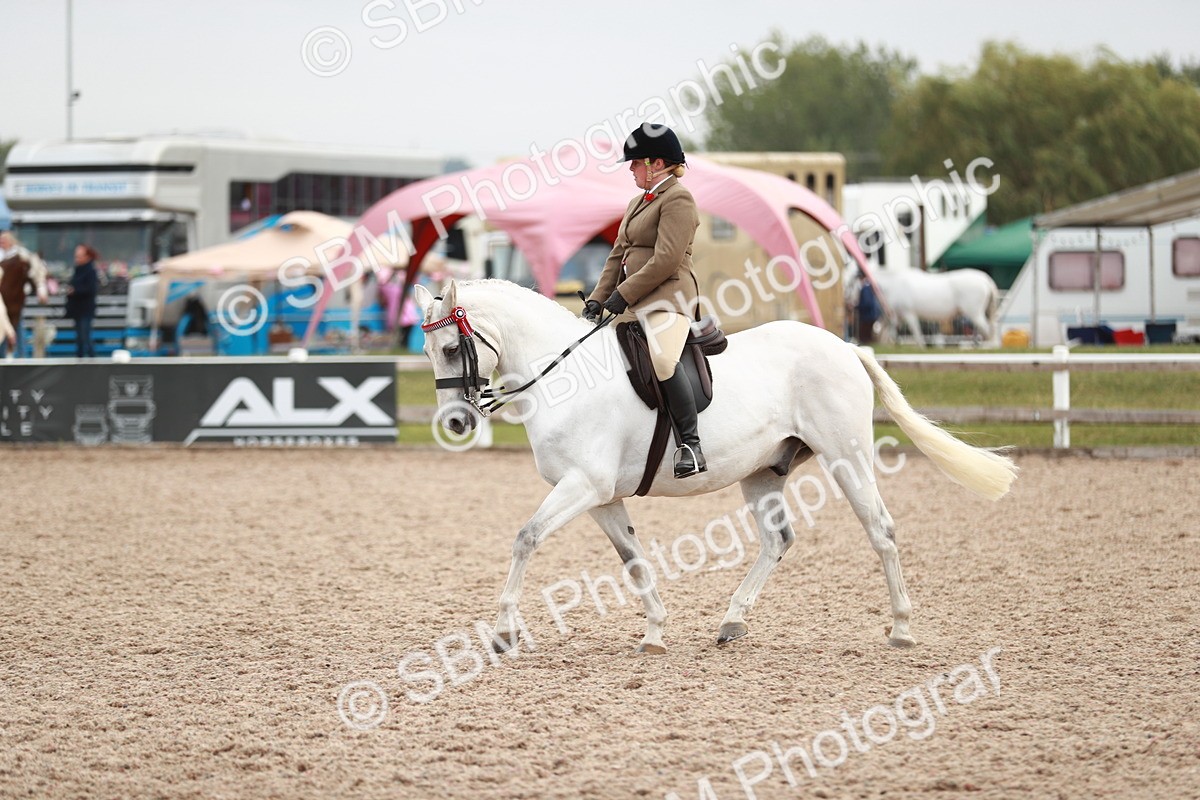 SBM_17620 - Class 215 Ridden Hack/ Riding Horse