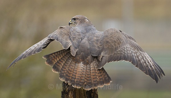 COMMON BUZZARD - BUZZARDS