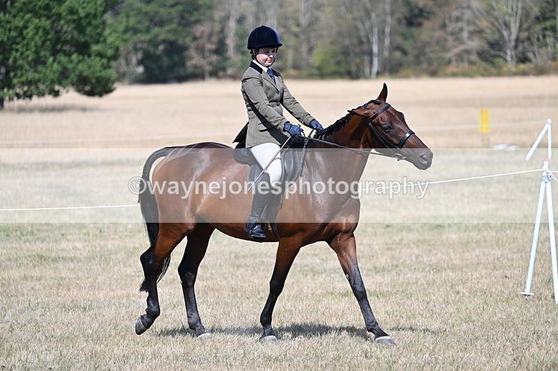 WJ7_1167 - Class 41 Prettiest Mare