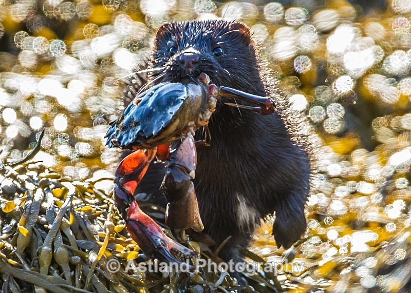 Astland Photography, Bird and Wildlife Images, Susan and Peter Wilson, U.K.