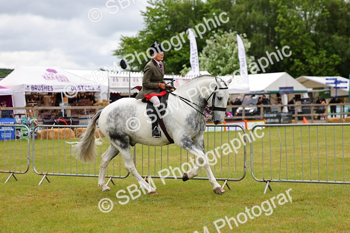 SBM_02614 - Class 9-11 Side Saddle including LIHS Rising Star Ladies Show Horse