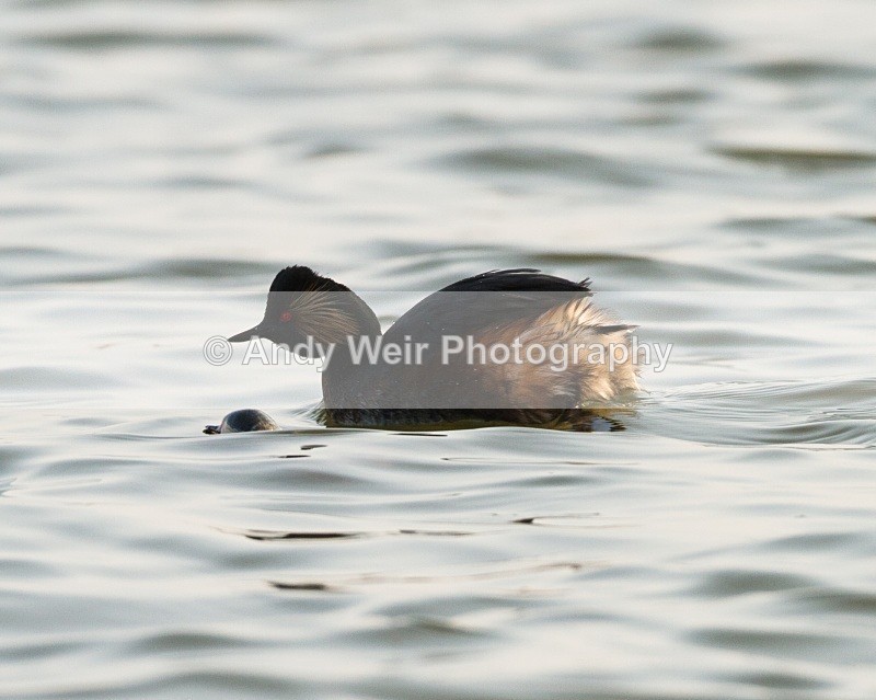 20110328-IMG_3000 - Black-necked Grebe