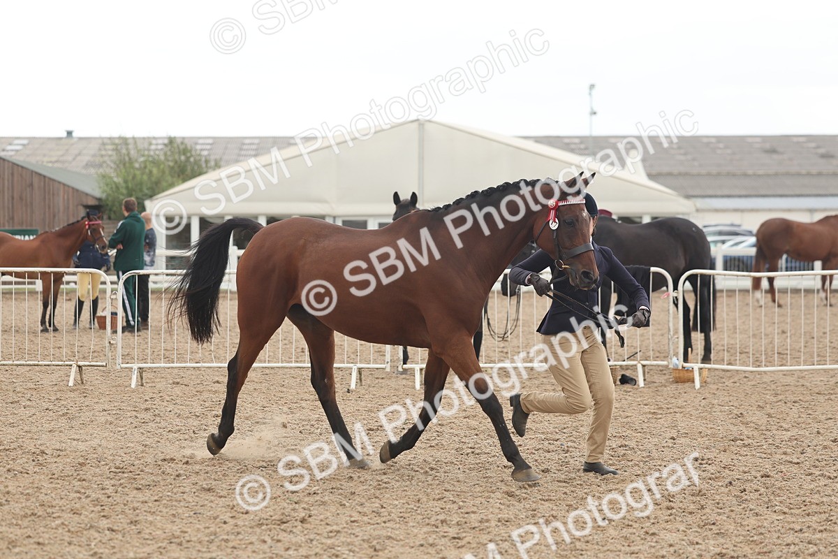 SBM_07619 - Class 26 - IH Foreign Breeds - Part Bred