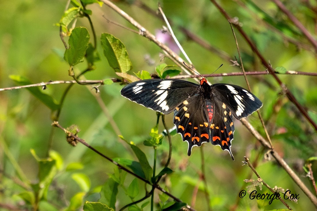 Crimson Rose - Sri Lanka
