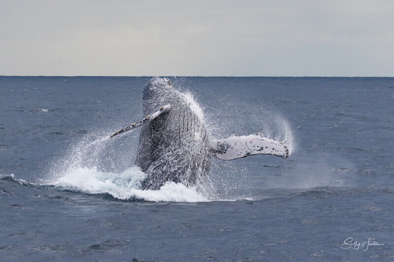 Twisting Breach 2. 0A3A8844 - Humpback Whales