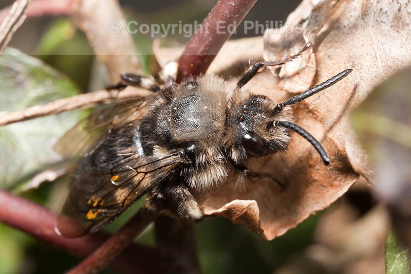 Melecta albifrons