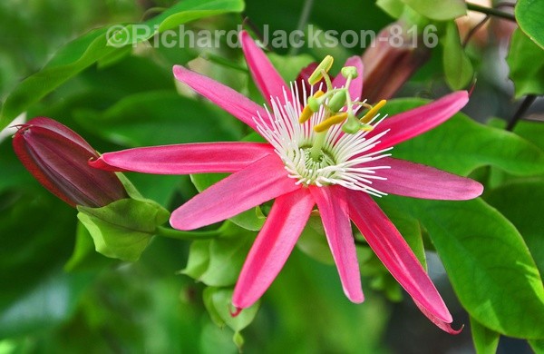 Passion Flower - Flowers