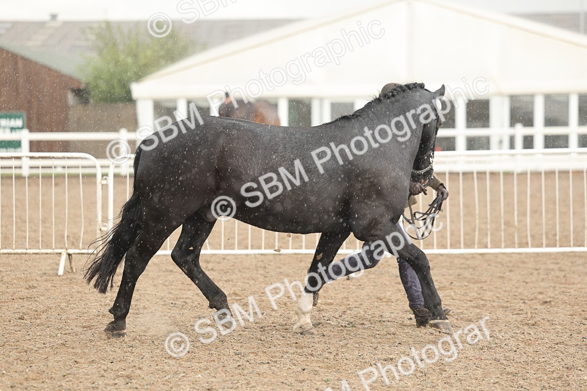 SBM_07744 - Class 27 - IH Competition Horse/Pony