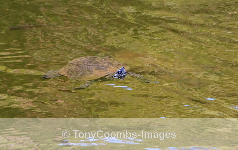 Soft-shelled Terrapin  1604-73890 - Lesvos ~ Various Other