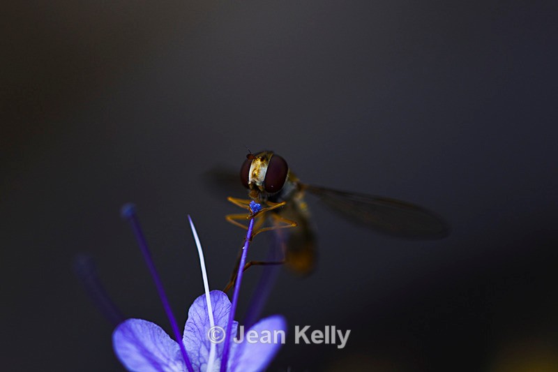 Hoverfly on a Blue Tansy - 4079_00019 - Insects