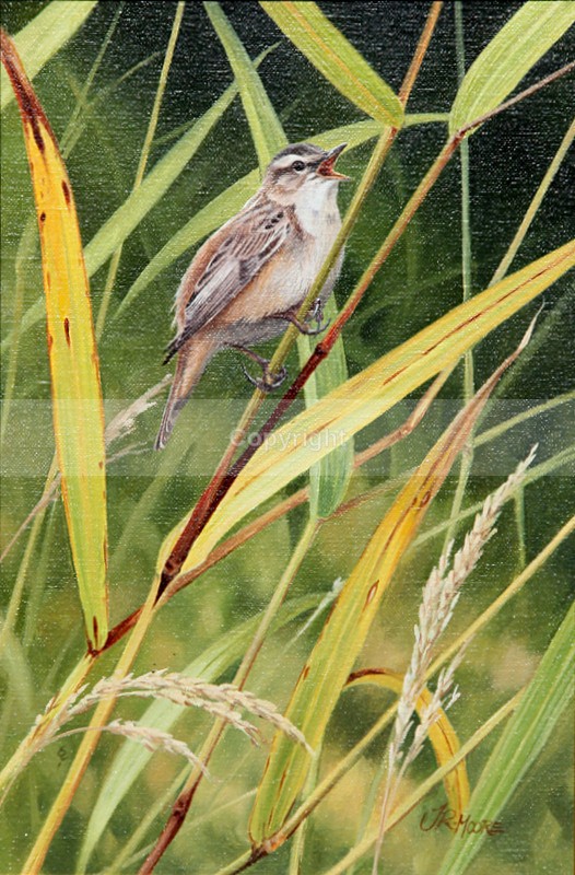 WARBLER - Birds