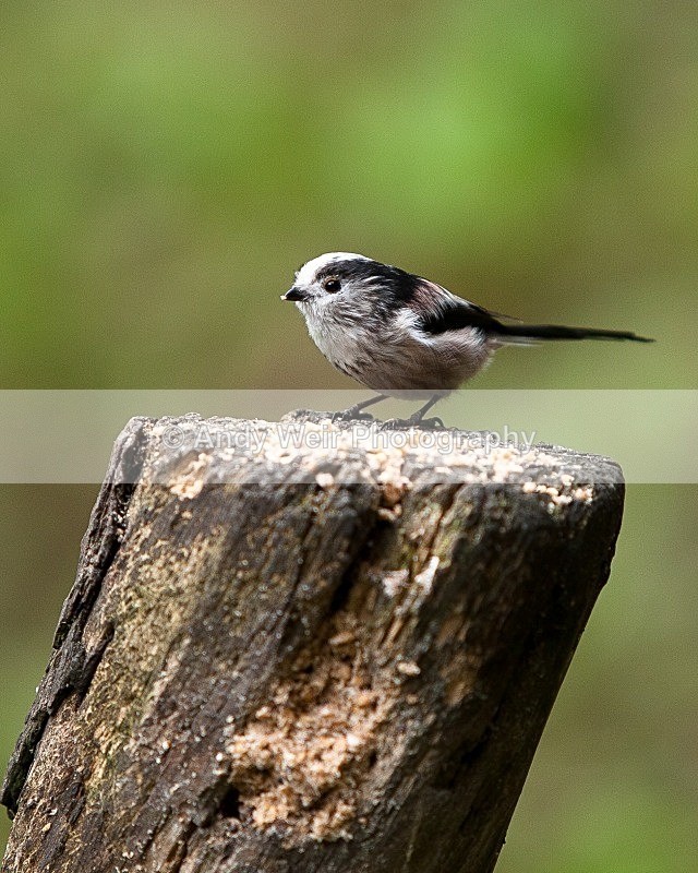 20110910-_MG_6386 - Long-tail Tit