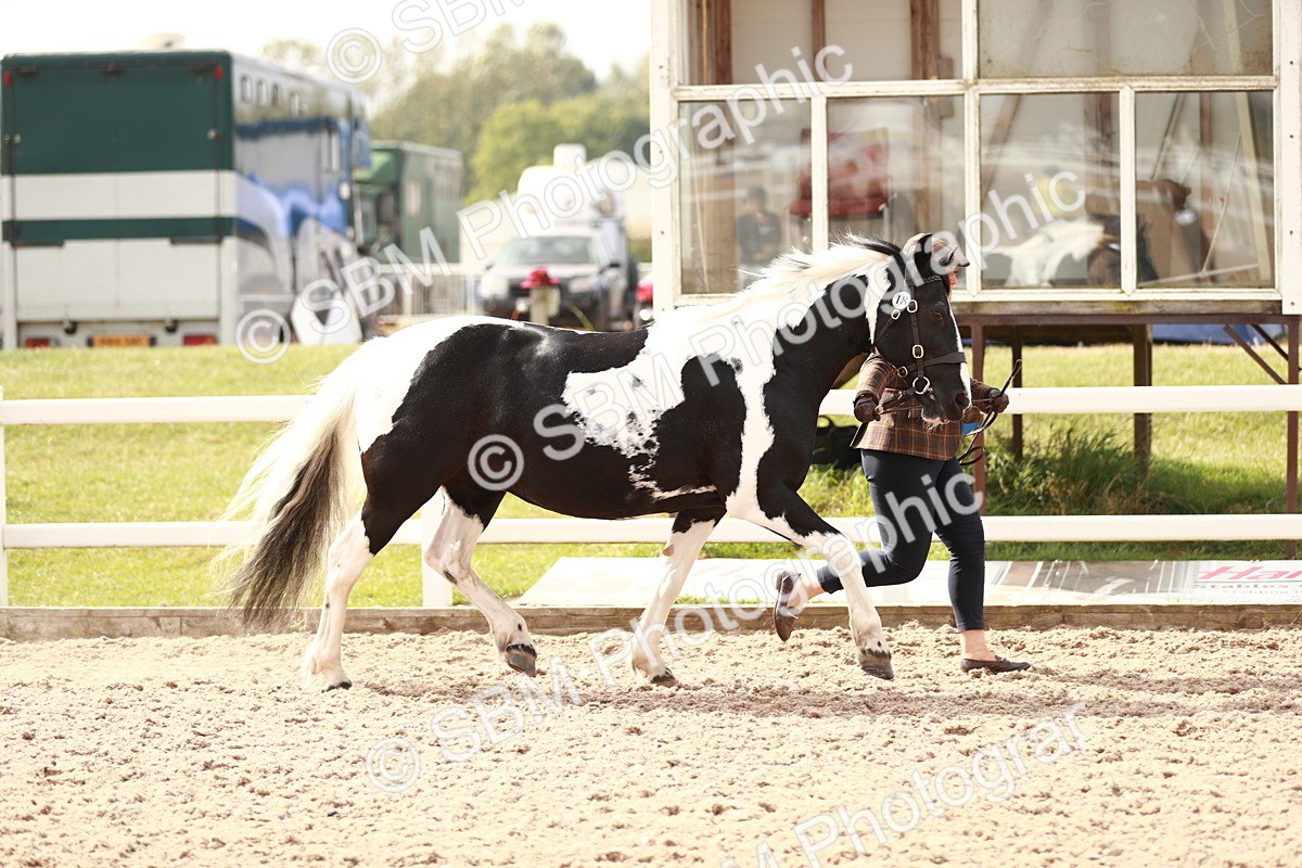 SBM_11812 - Class 206 IH Non Show Type Pony