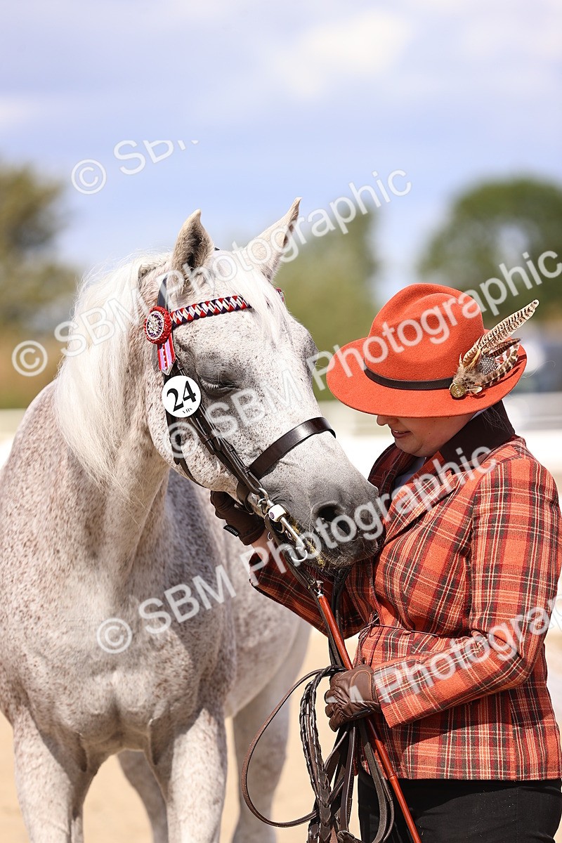 SBM_14406 - Class 412 - Handsomest Gelding (IH or Ridden)Adult
