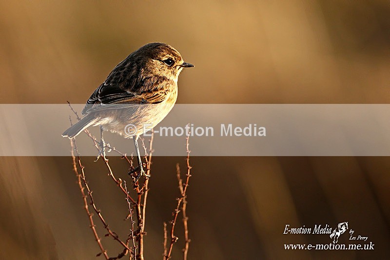Stonechat 260114 12a - Nature