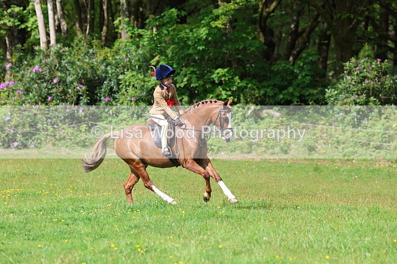 3E7A2701 - Working Hunter Championship