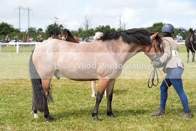 DSC05796 - Class 51: NPS M&M 4 years and over Large Breeds