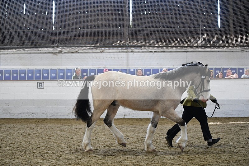 WJ5_4513 - Class 3 Part Bred In hand