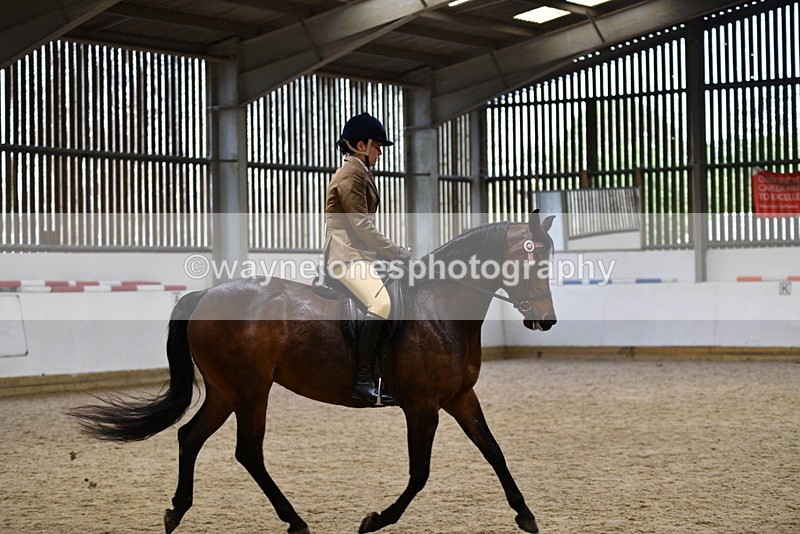 WJ5_8959 - Class 15 Ridden Show Horse