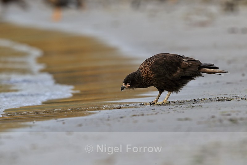 Striated Caracara at water's edge, Carcass Settlement, Falklands - Striated Caracara