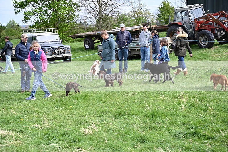 WJ6_8800 - Class 8 Best Working / Gun Dog or Bitch