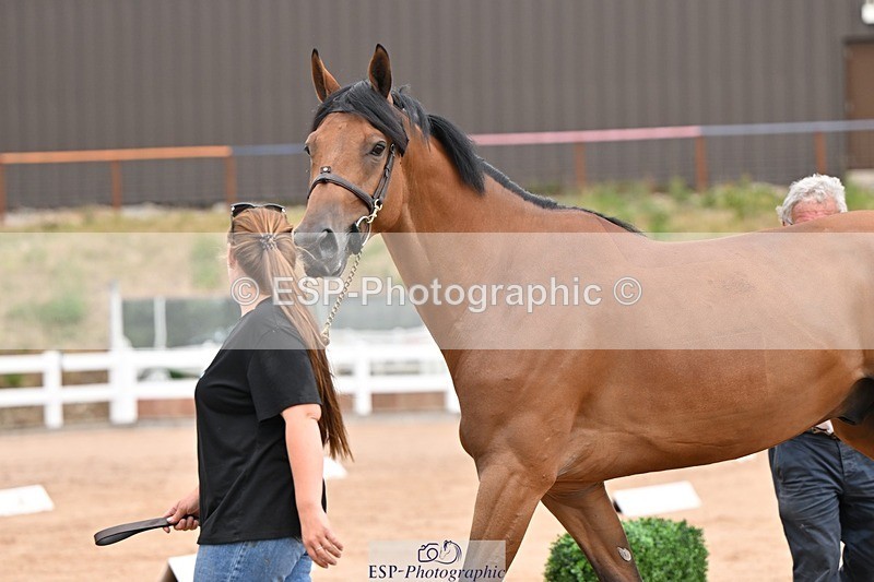 250716-152245-01891 - Trot Up 2.30 to 3.30