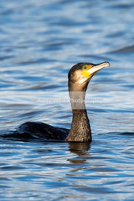 20150322-8E0A8410-3395 - Cormorant