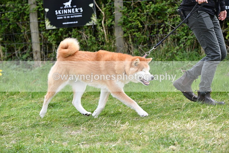 WJ5_9975 - Class 5 Best Veteran / 7 years & over