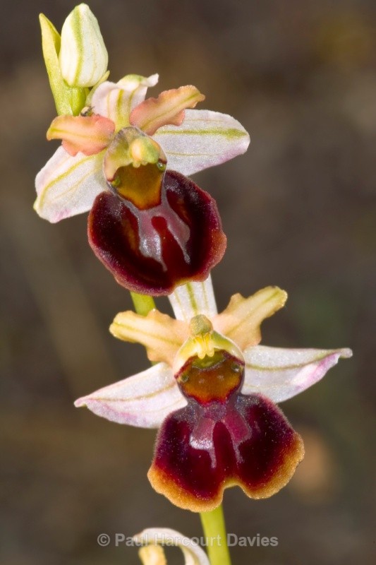Ophrys sphegodes ssp majellensis (Ophrys passionis ssp majellensis) - Orchids - Ophrys