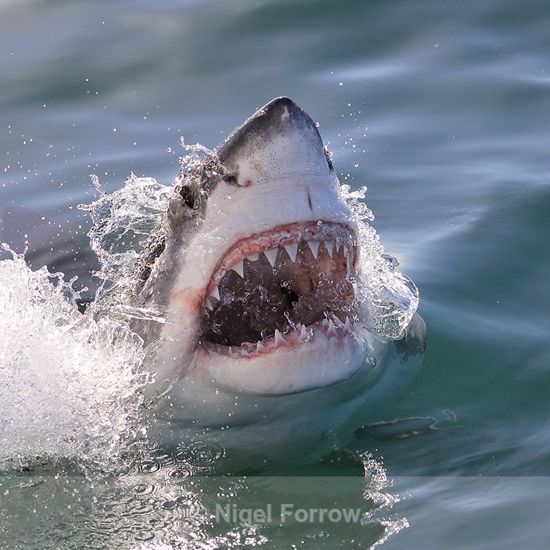Great White Shark showing teeth, Mossel Bay, South Africa - Shark