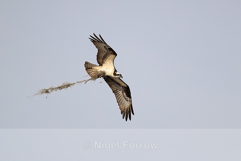 Osprey flying & trailing nest material, Blue Cypress Lake, Florida - Osprey
