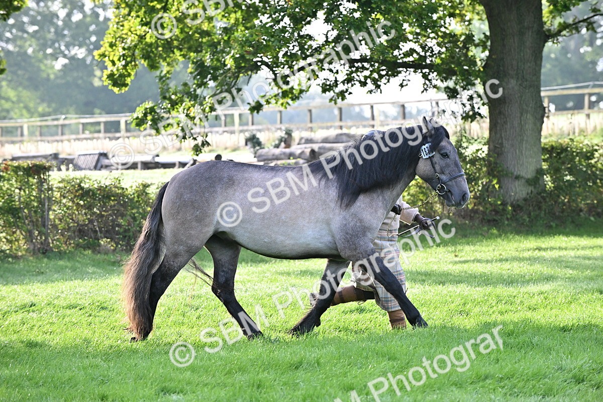 SBM_55310 - S44 - Youngstock In Hand