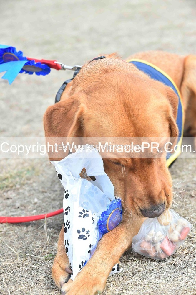 SH4_0314 - Dog show.
