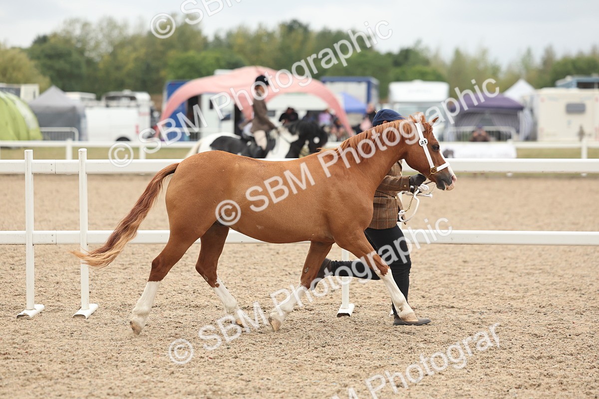 SBM_19268 - Class 317 - IH Pure Bred Horse-Pony