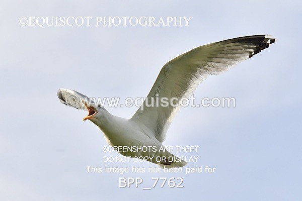 BPP_7762 - CLASS 6 Nisbets Fresh From The Farm & The Golf Inn 1.00m Amateur Championship