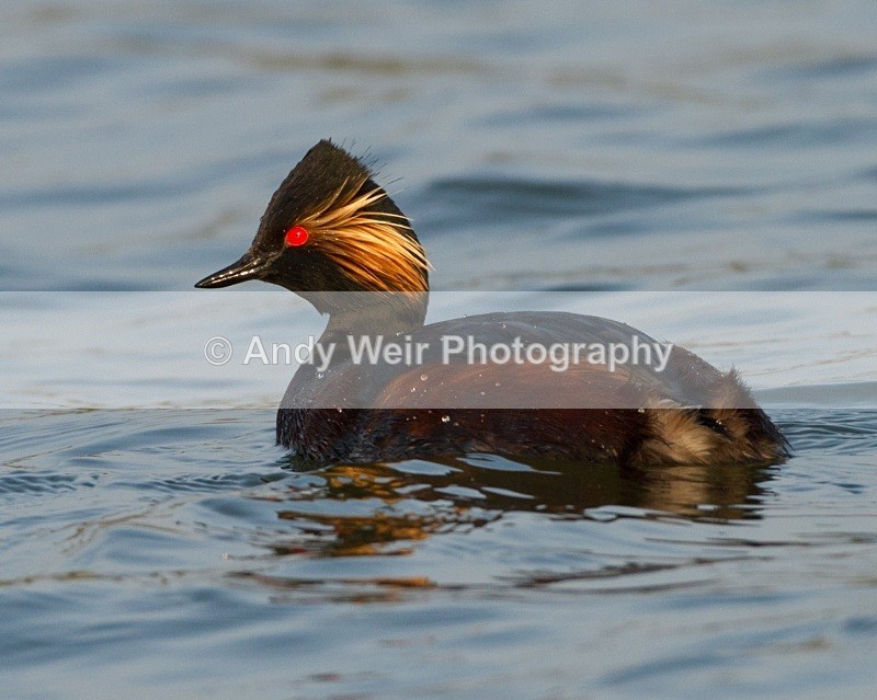 20110328-IMG_2970 - Black-necked Grebe