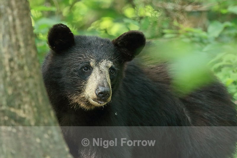 Black Bear close view, Minnesota, USA - American Black Bear