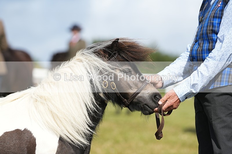 DSC05348 - Class 49: NPS Shetland 4 years and over